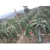 廣州番禺力恒火龍果場供應(yīng)商