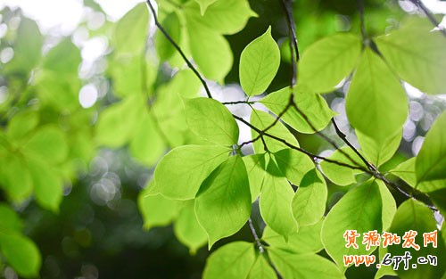 微信營(yíng)銷