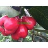 廣西也有蓮霧果啦！新品種天紅一號蓮霧果