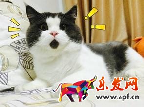 轉化率