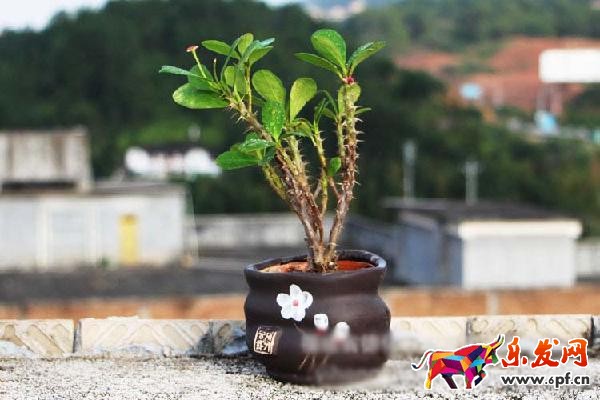 如何作一個圖文并茂，引人入勝的詳情頁?
